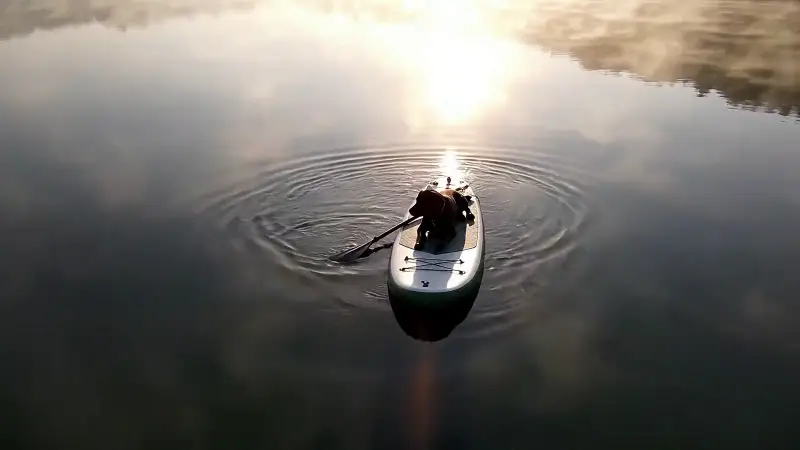 Standbild aus dem Video „Hund“